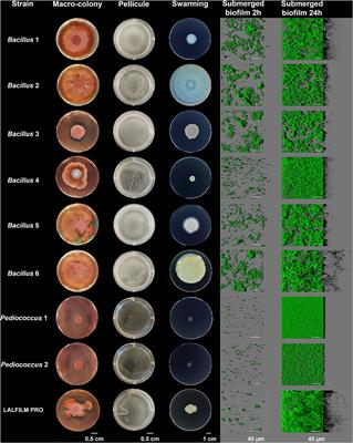 Positive biofilms to control surface-associated microbial communities in a broiler chicken production system - a field study